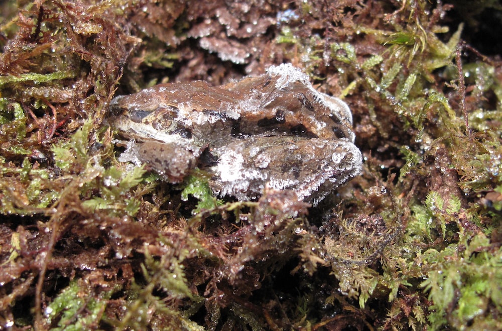 The Frogs And Insects That Freeze