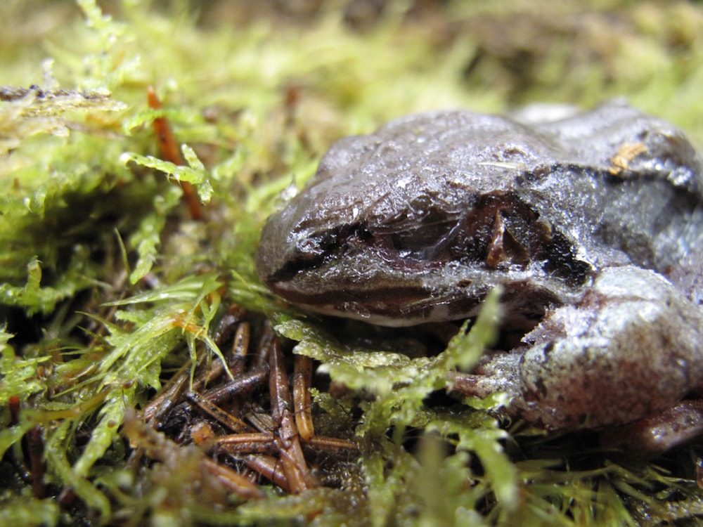 close up of a frozen frog, you can see ice over it's closed eyes 