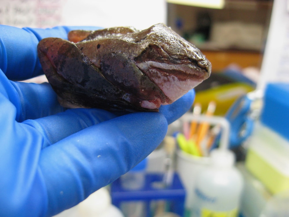 frozen wood frog being held by a gloved hand in a lab