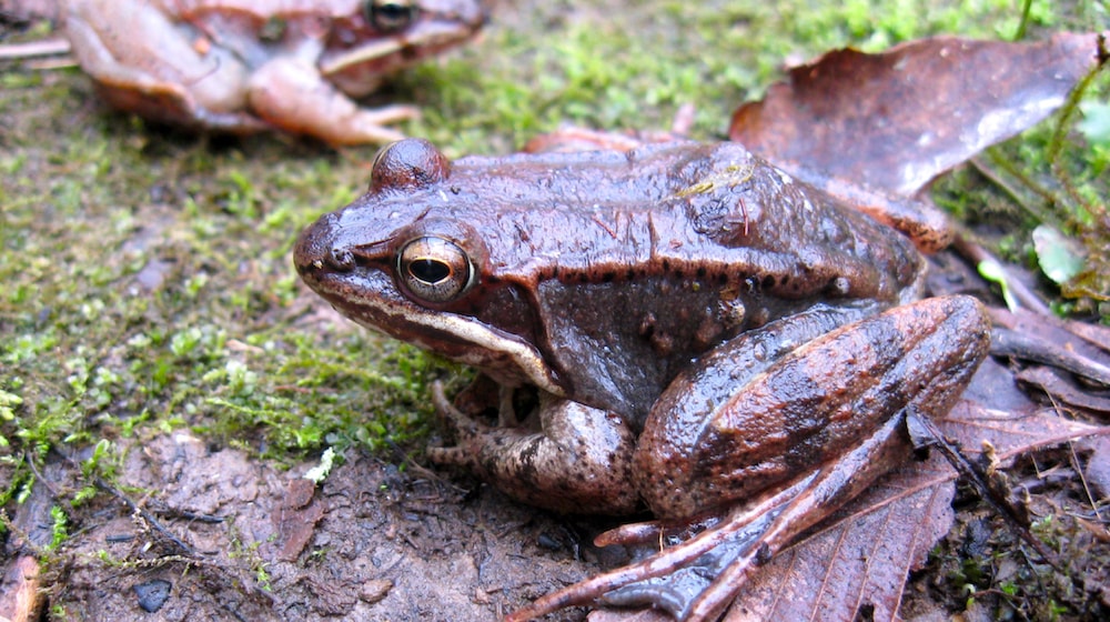 a wood frog in its normal state
