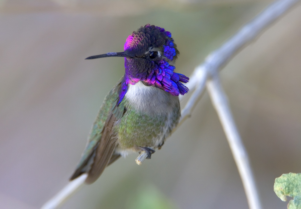 hummingbird with blue head sitting on branch