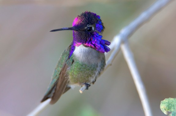 hummingbird with blue head sitting on branch