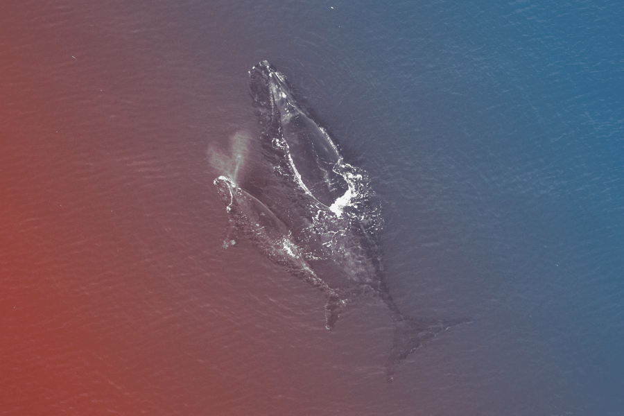 a mother whale and her calf swimming side by side