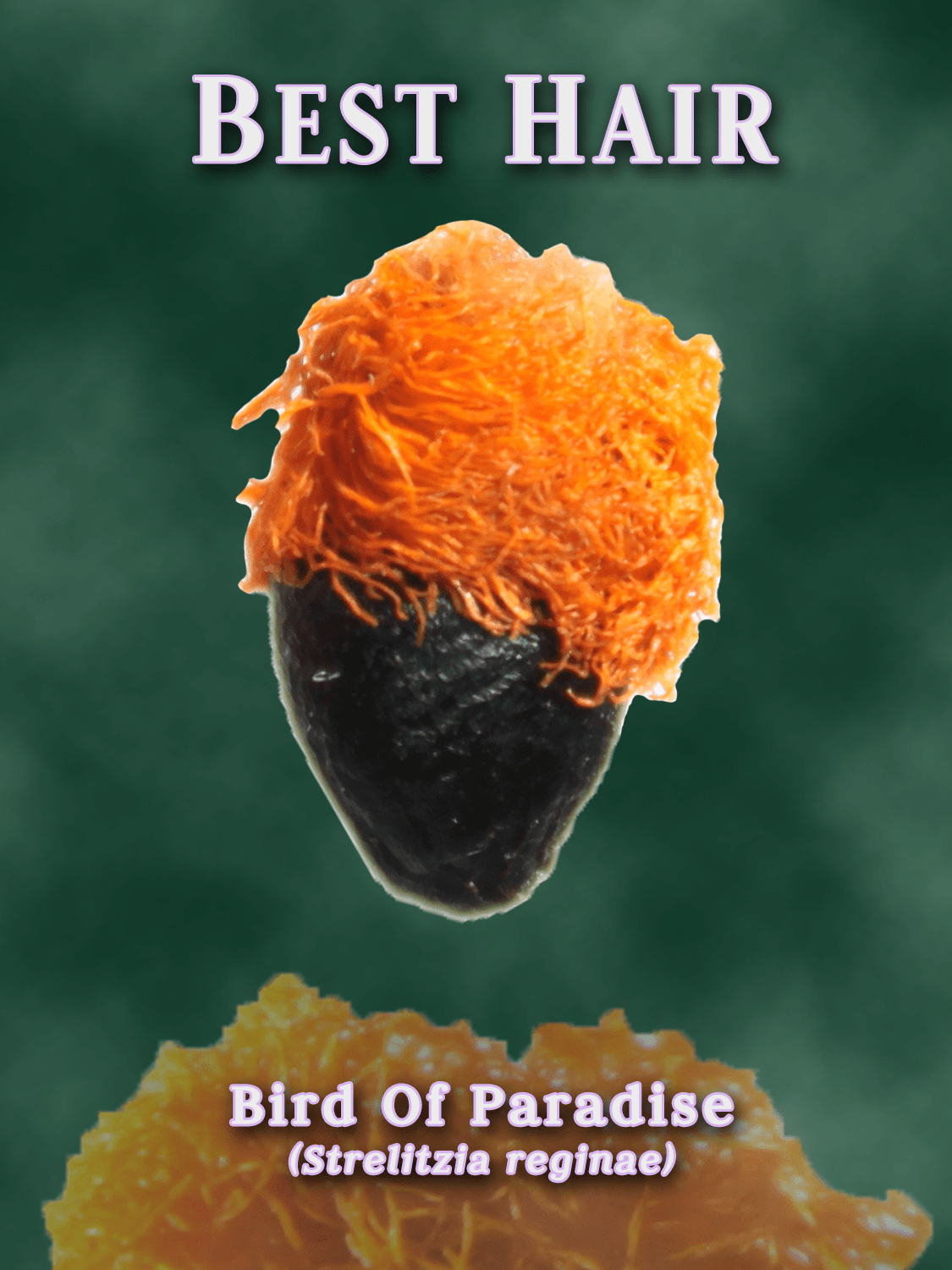 yearbook style portrait of the bird of paradise seed which has bright orange arils on top of the dark black seed
