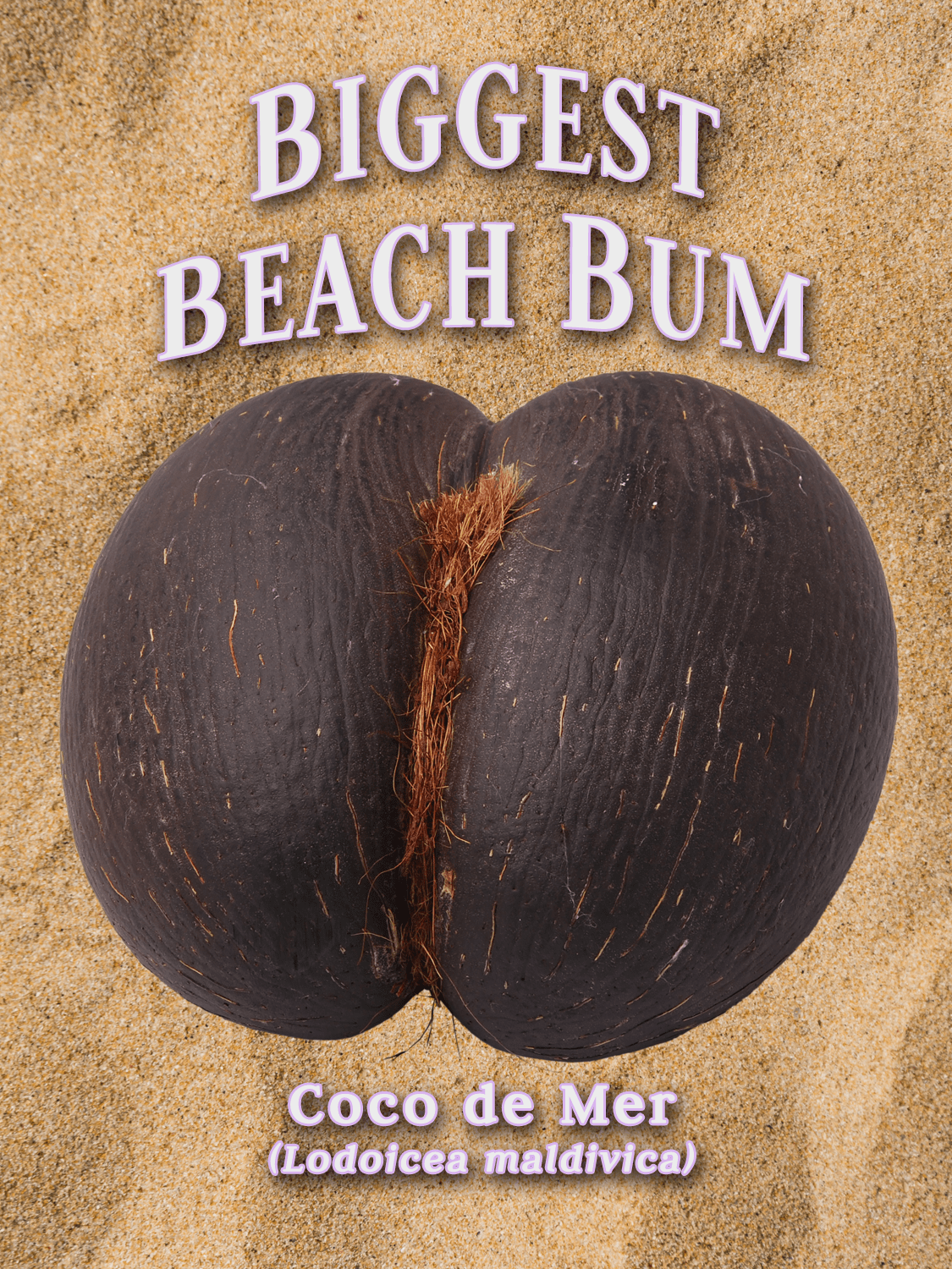 a yearbook style portrait of a coco de mer seed, on the backdrop of sand