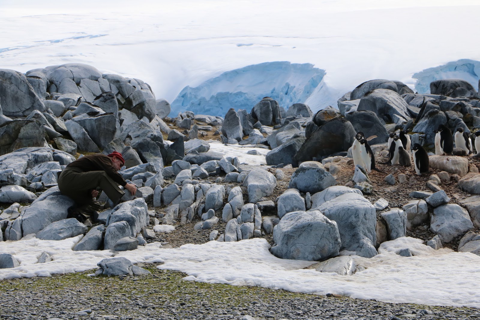 a man bending down collecting samples on rocky snowy land. penguins off to the side