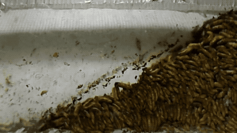 a bunch of maggots first showing sloshing behavior then whirlpooling behavior with food present