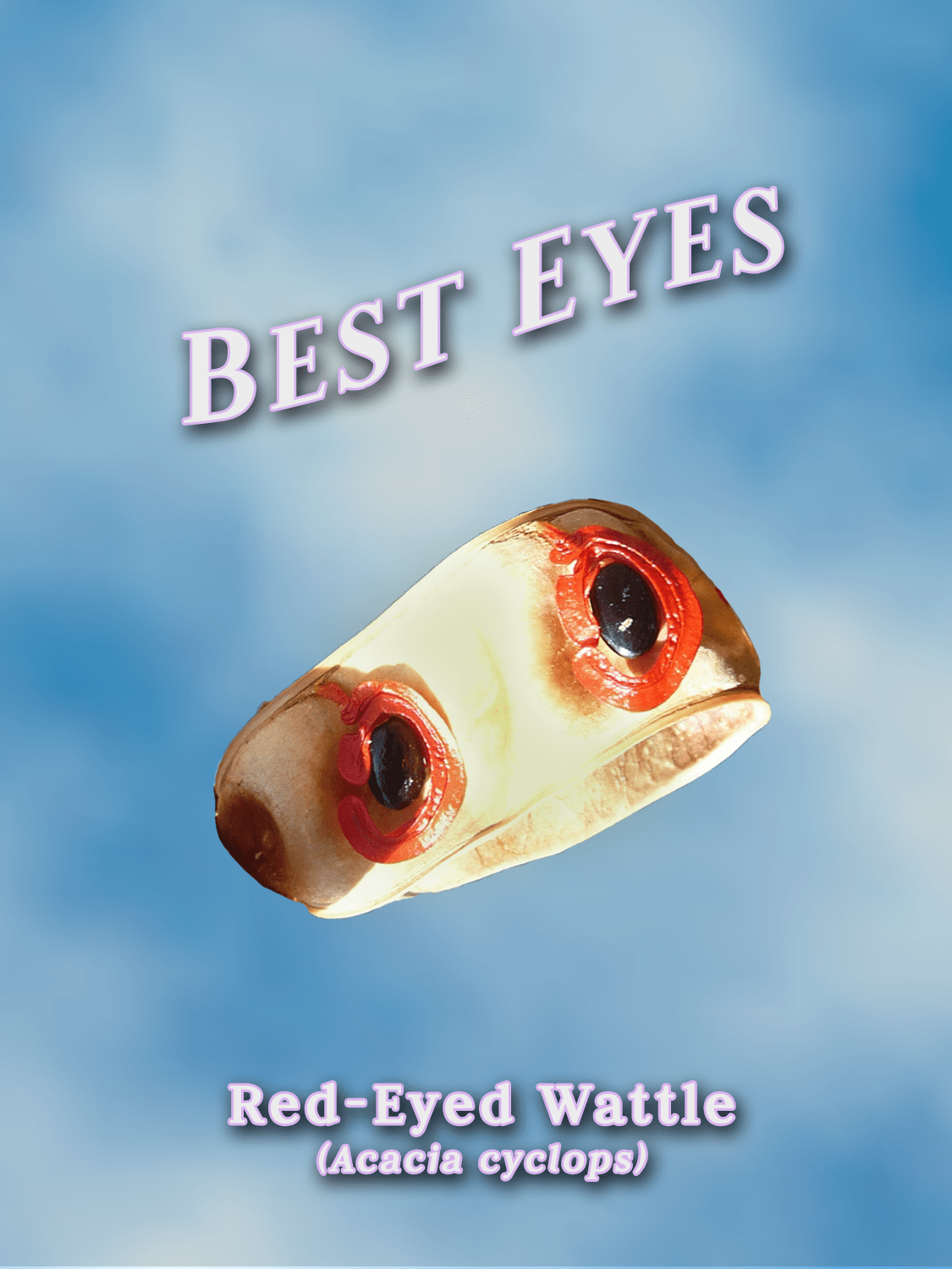yearbook style portrait of two red eyed wattle seeds in a pod. they are black with a red circle around it