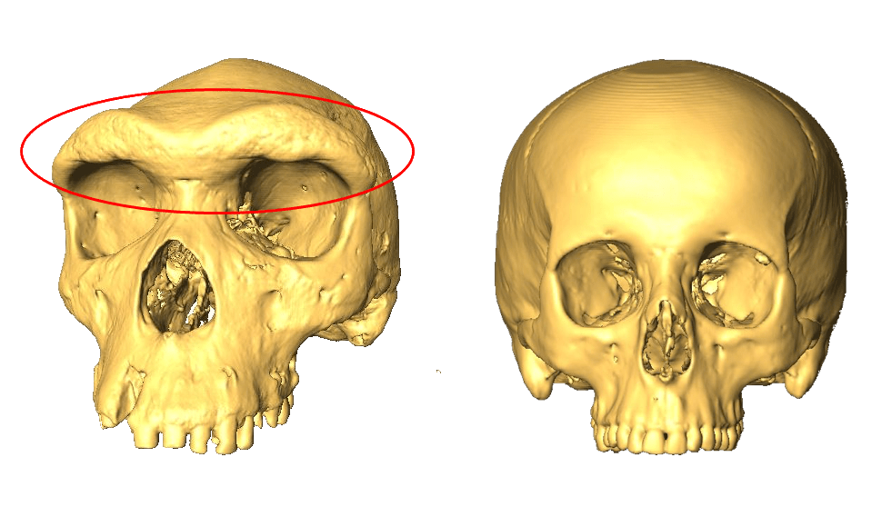 two skulls, one with a larger eyebrow ridge