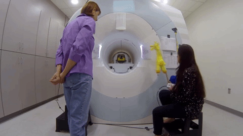 two assistants, one of them holding up a giraffe toy to a dog in mri machine