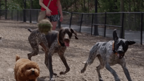 dogs chasing ball at dog park