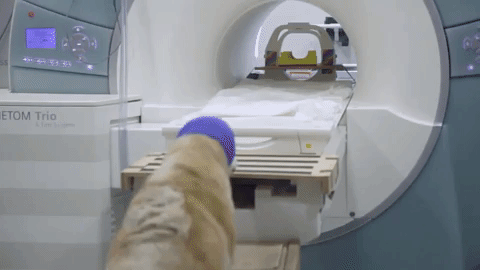 dog walks into MRI machine