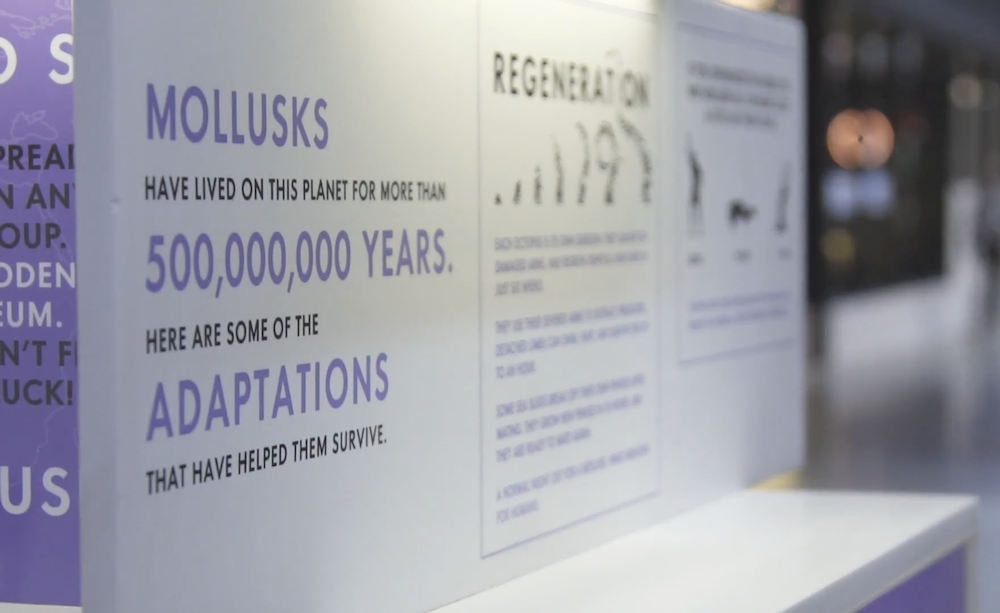 text on the mollusk museum that says "mollusks have lived on this planet for more than 500,000,000 years. Here are some of the adaptations that have helped them survive."