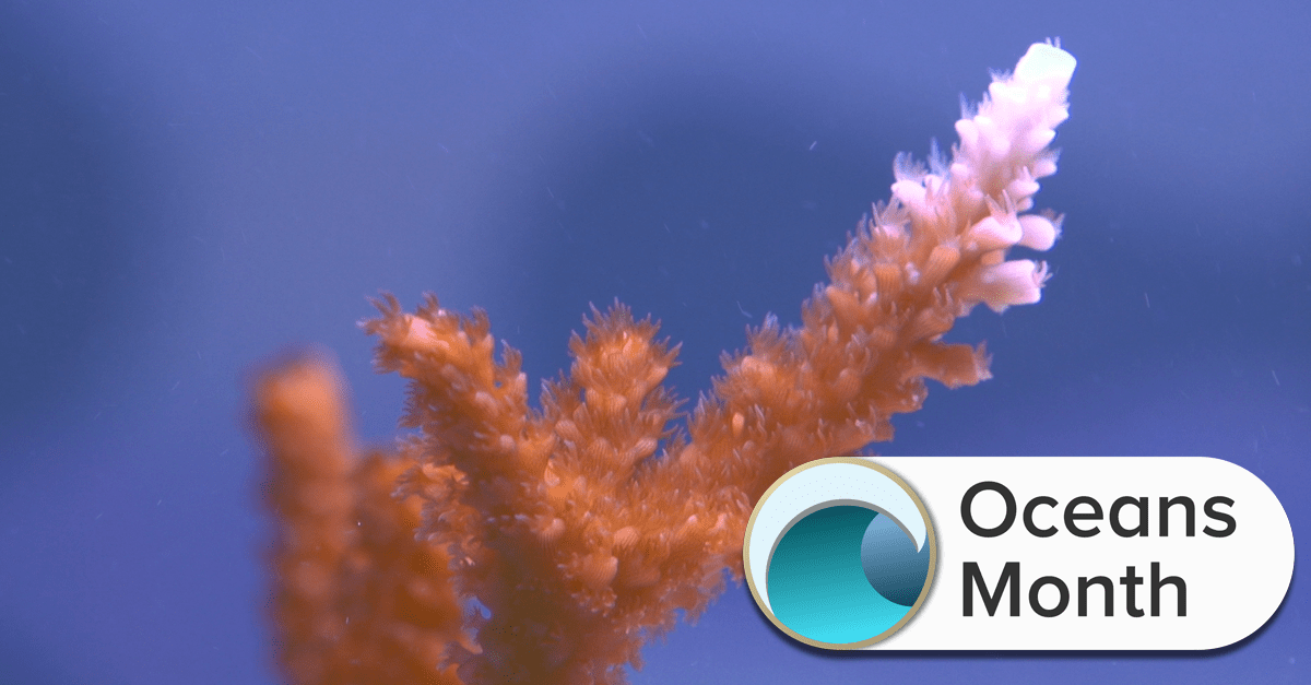 a coral with the tip showing signs of bleaching