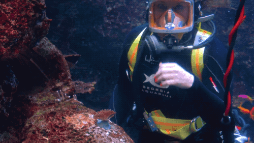 kimberly stone in diving gear inside one of the habitats at georgia aquarium
