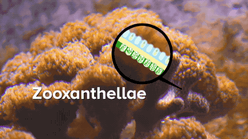 corals waving in the background with a graphic of where the zooxanthellae can be found