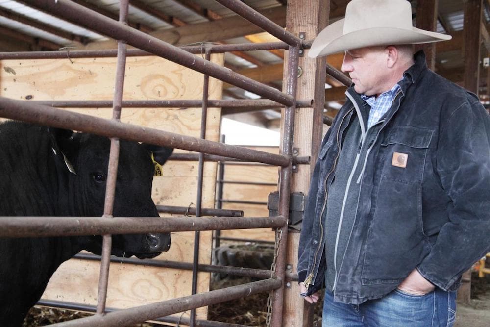 a man in a cowboy hat looking at a bull