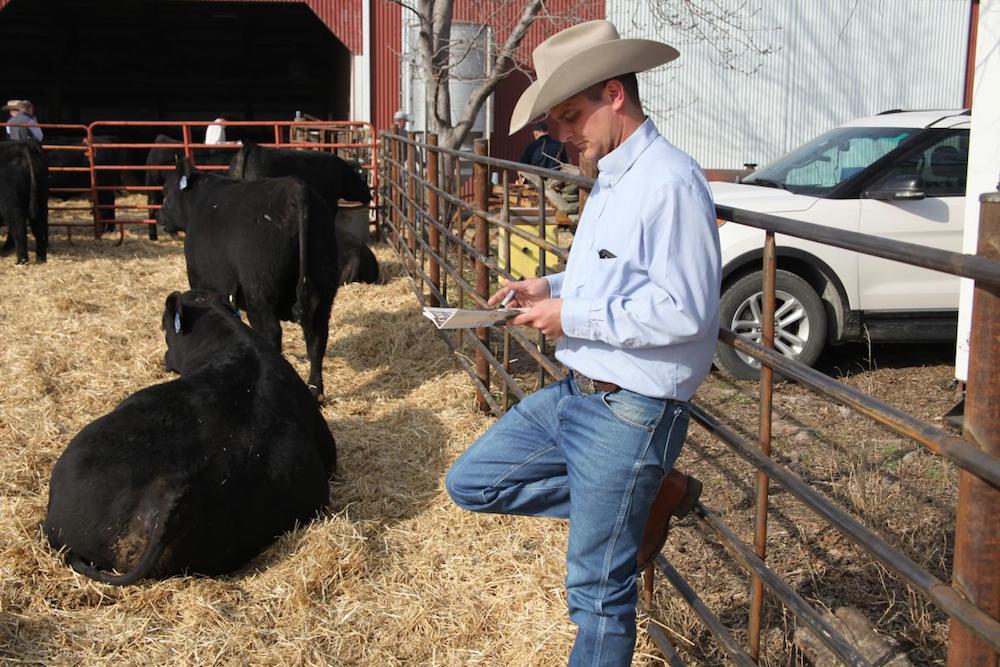 a rancher leans against a metal fence holding bulls