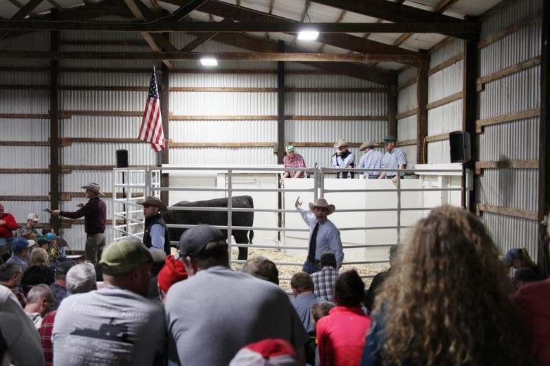 a group of people in a barn auctioning with a bull in the center of a gated ring