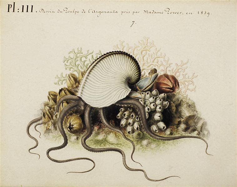 a colored illustration by villpreux-power of the argonaut octopus over barnacles and seabed 