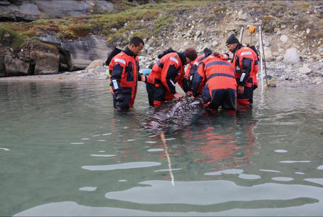 Group of scientists next to a narwhal in shallow water