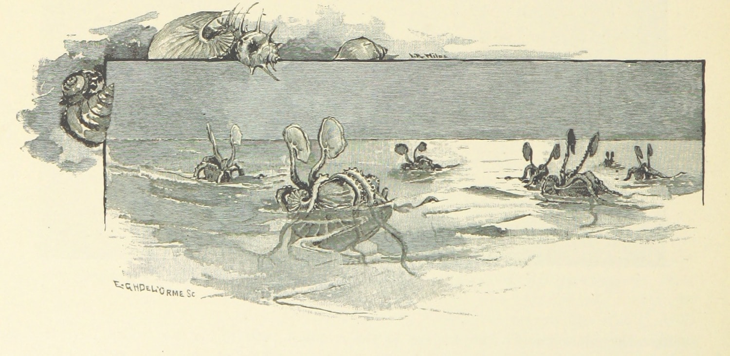 black and white illustration of seven argonaut octopuses "sailing" on the surface of the ocean like boats