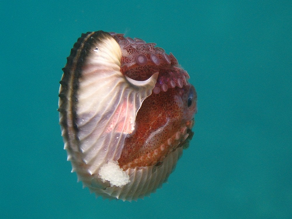 a female argonaut octopus in a badly cracked egg case. you can see eggs hanging out of the side as well as the arms and suckers of the entire side of the octopus