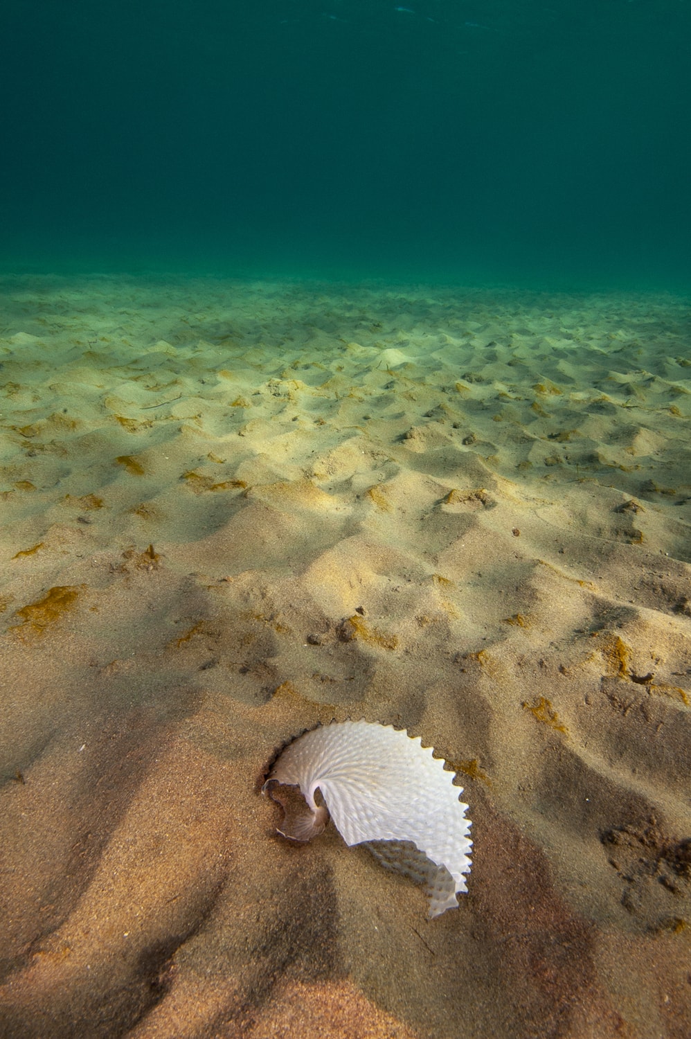 a lone shell on the seafloor under the beautiful turquoise green ocean