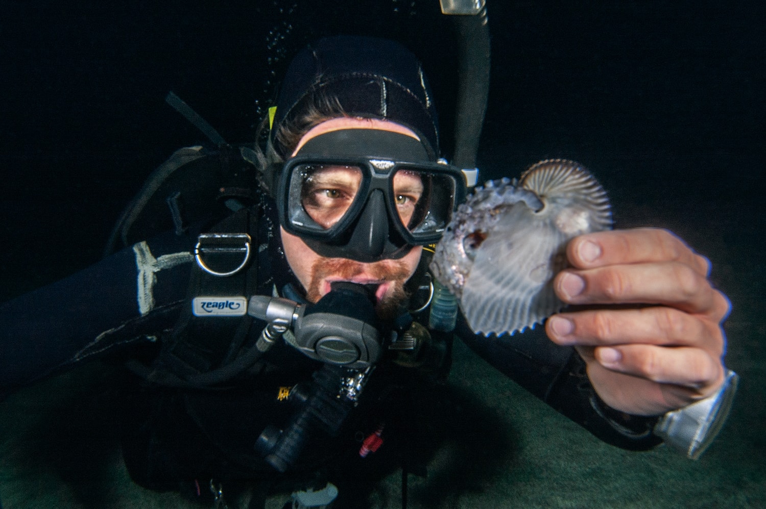 a man in scuba gear holding a female argonaut in her shell underwater