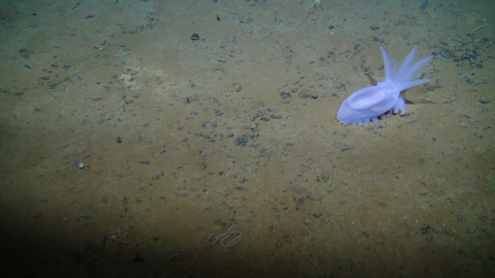 a purple sea creature on the bottom of the ocean floor