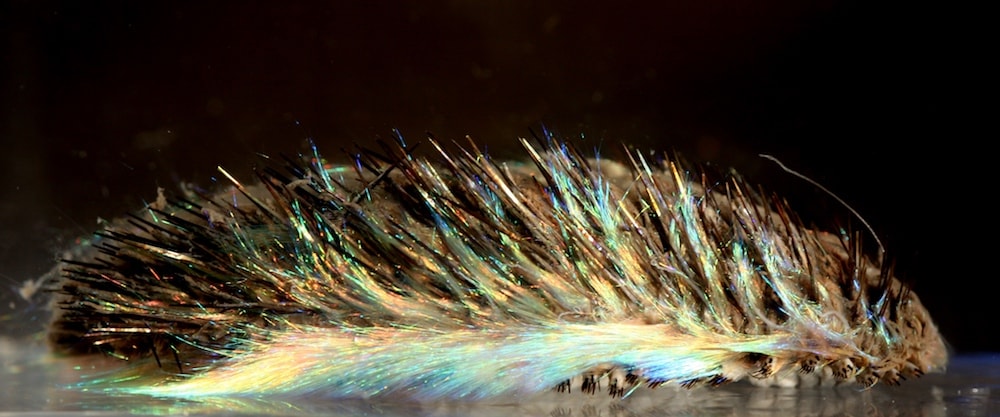 a fuzzy looking worm with iridescent blue and gold filaments 