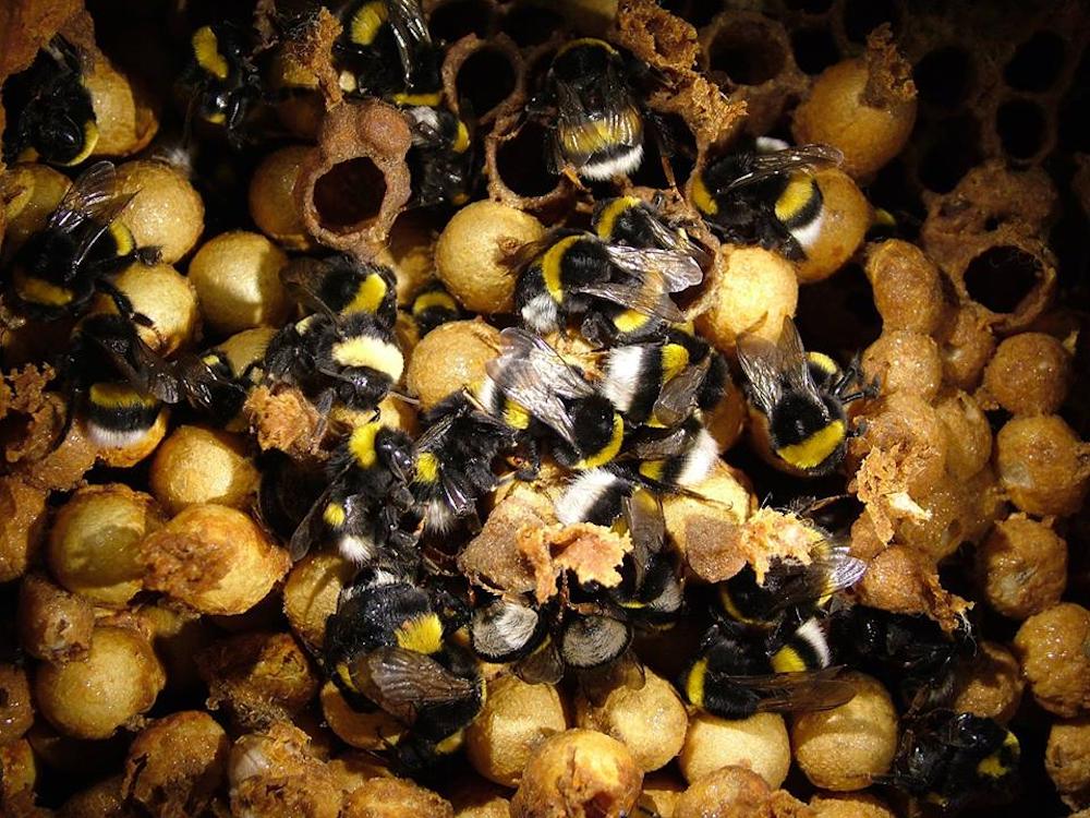 a dozen bees crowded around each other in a hive
