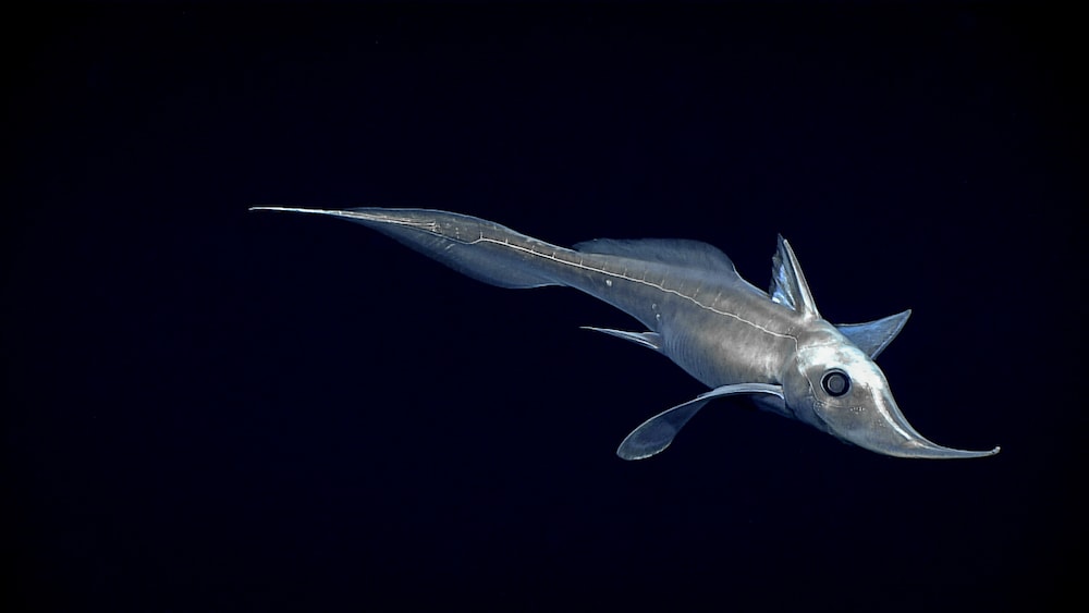 a deep sea fish that is silver has a long nose and big eyes