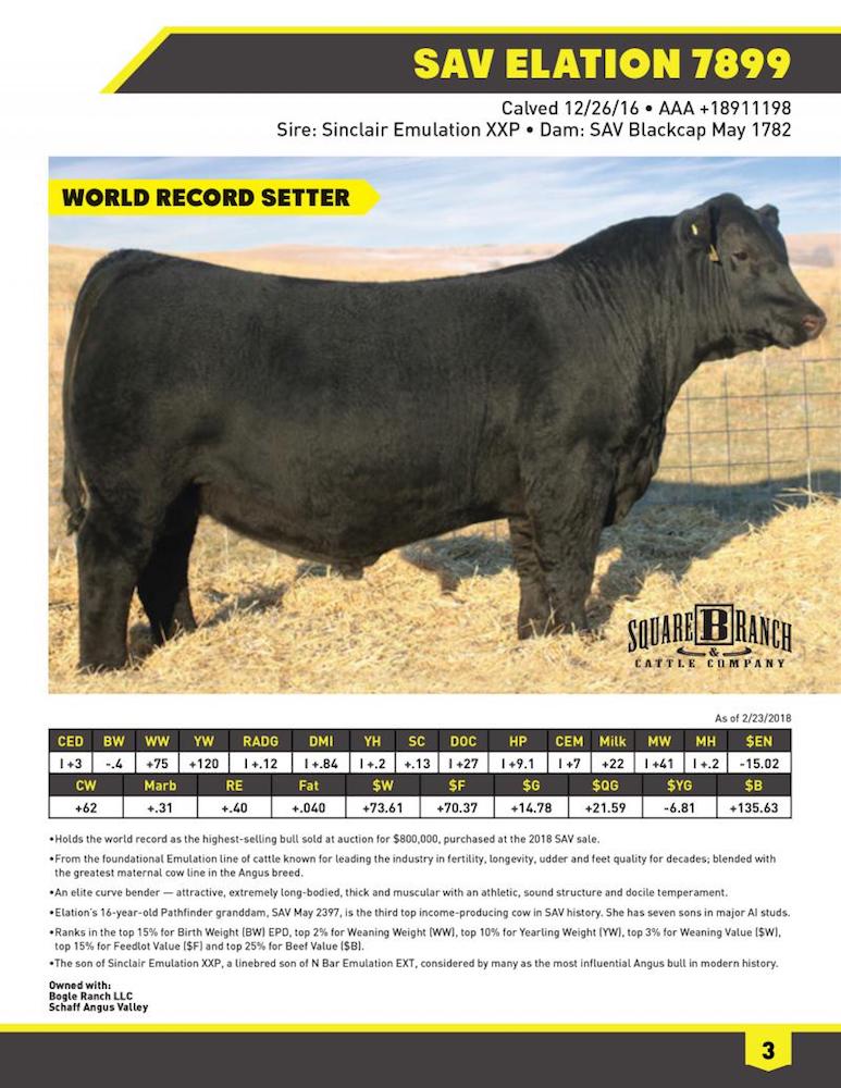 infographic bull showing world record setter for highest selling bull