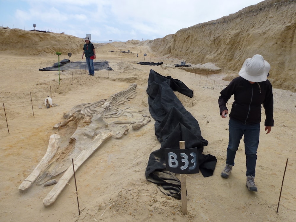 two paleontologists walking around the excavation site of whale bones