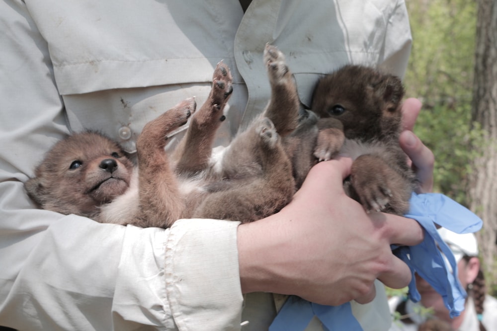 two coyote pups tucked within the arms of a person