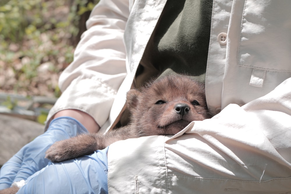 a coyote pup, which looks similar to a dog pup, tucked within the arms of a person