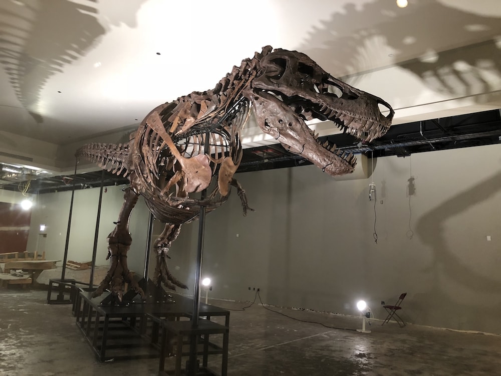 a large full skeleton of a tyrannosaurus rex in a warehouse in a museum