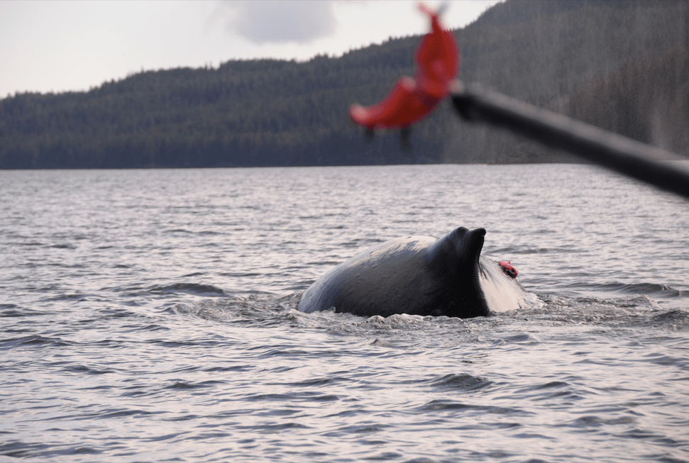 a whale's back rising up out of the water with a red tag on it