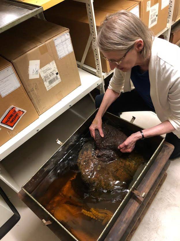 Janet Voight pulling octopus specimen out of crate.