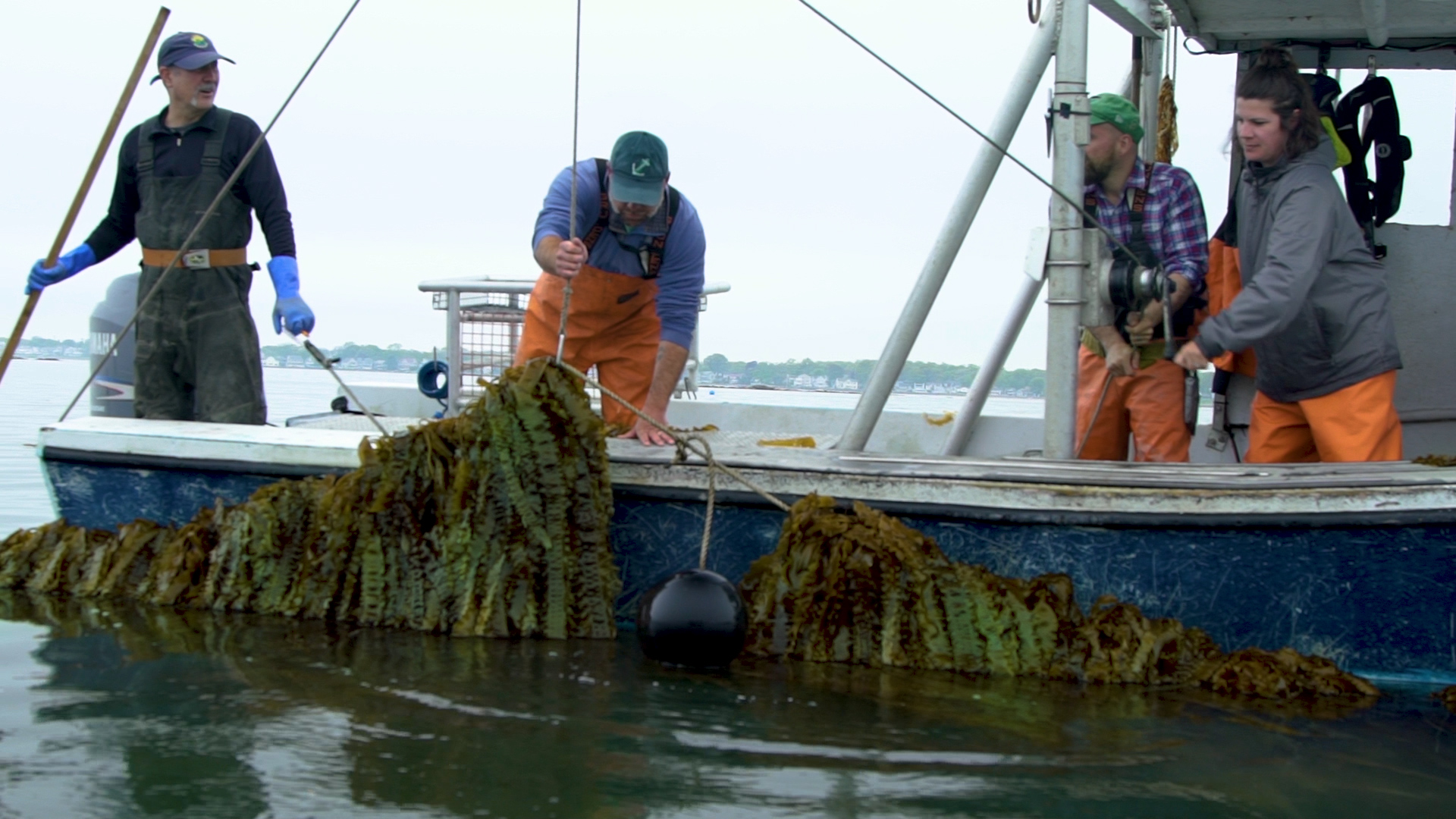 four kelp farmers on a boat pulling up sugar kelp