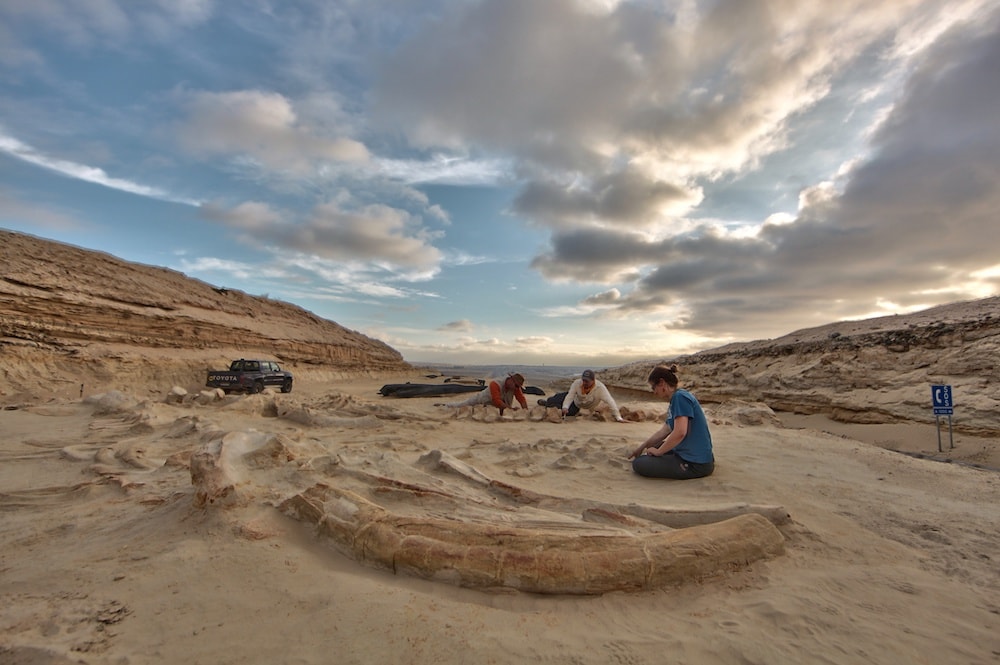 a group of paleontologists sitting on the ground next to the whale bones, uncovering them under a blue cloudy sky