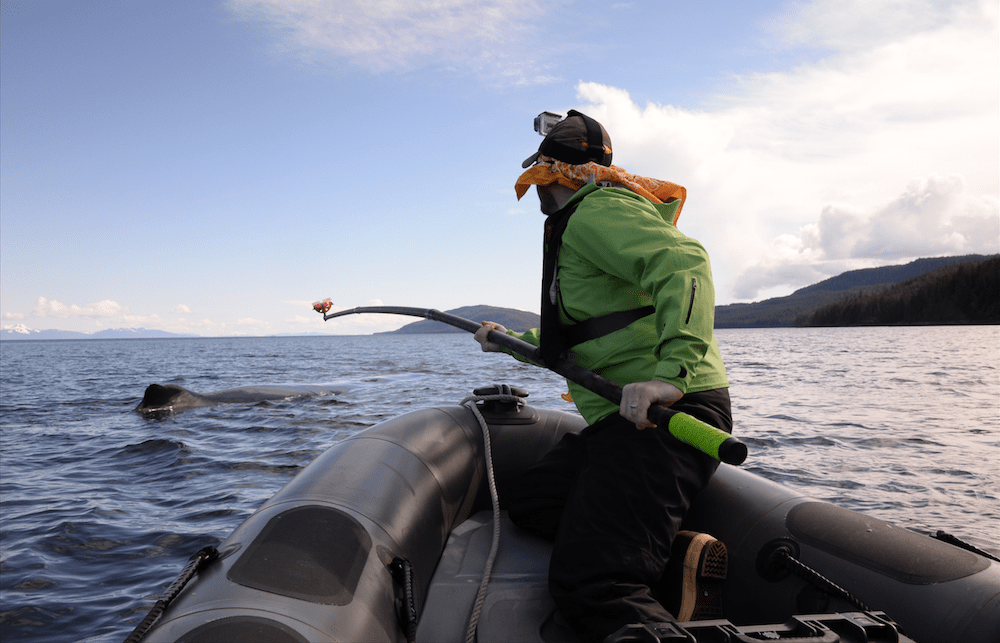 a man holding out a long pole ready to attach a tag to a whale