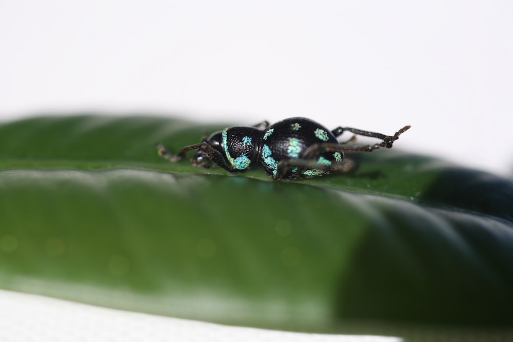 a blue spotted weevil on a leaf