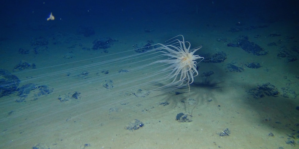 an alien-looking white translucent sea creature with very long thin tentacles swimming at the bottom of the ocean 