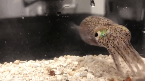 a tiny squid flopping around on the rocky bottom of a fish tank