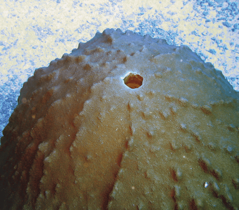 rounded coral with hole in the center