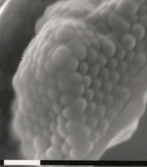 black and white electron micrograph of a nano structure