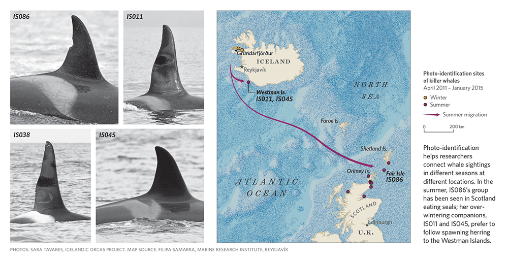 map of orcas moving from iceland to scotland