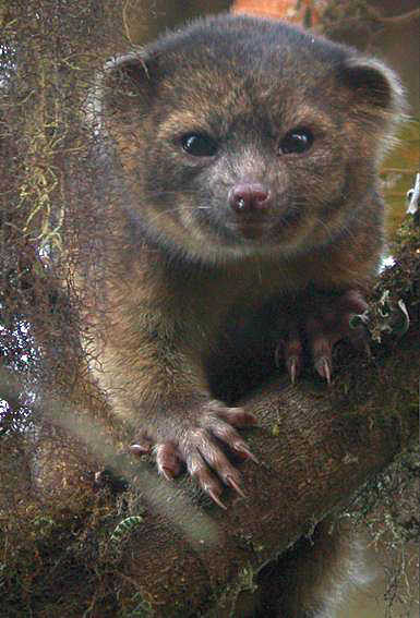 a furry four-legged creature in a tree